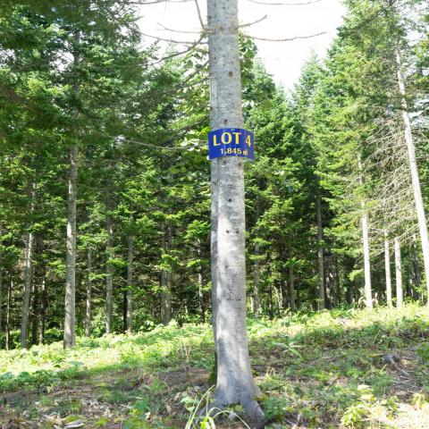 Lot4Pines (1)